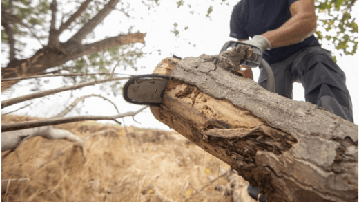 tree removal