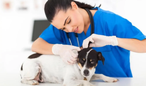 dermatologist for dogs