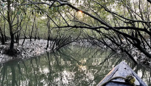 Sundarban travels