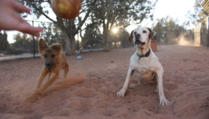 dog confidence building training